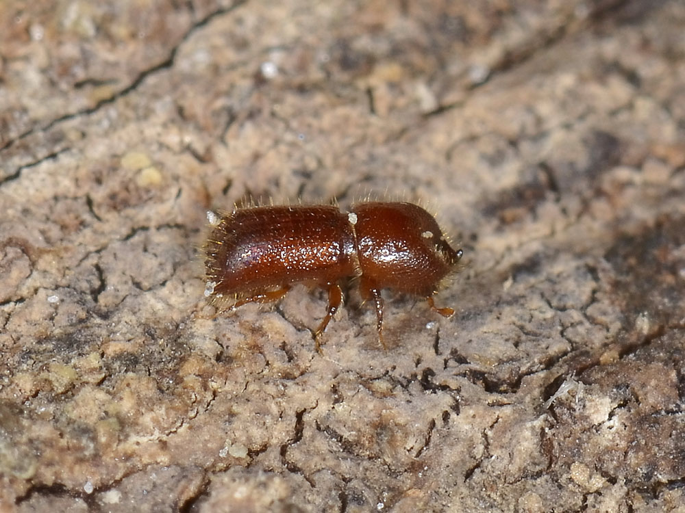 Xyleborus monographus (cf.) - Scolytidae